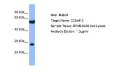 GUCD1 Antibody -  This image was taken for the unconjugated form of this product. Other forms have not been tested.