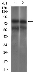 GUCY1A1 / GUCY1A3 Antibody - Western blot using GUCY1A3 mouse monoclonal antibody against HEK293 (1) and Jurkat (2) cell lysate.