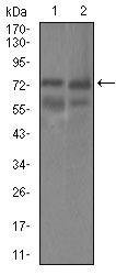 GUCY1A1 / GUCY1A3 Antibody - Western blot using GUCY1A3 mouse monoclonal antibody against HEK293 (1) and Raji (2) cell lysate.