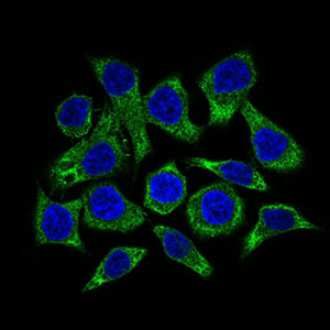 GUCY1A1 / GUCY1A3 Antibody - Immunofluorescence of HepG2 cells using GUCY1A3 mouse monoclonal antibody (green). Blue: DRAQ5 fluorescent DNA dye.
