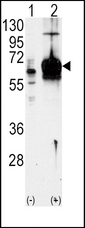 GUCY1A1 / GUCY1A3 Antibody - Western blot of GUCY1A3 (arrow) using GUCY1A3 Antibody. 293 cell lysates (2 ug/lane) either nontransfected (Lane 1) or transiently transfected with the GUCY1A3 gene (Lane 2) (Origene Technologies).