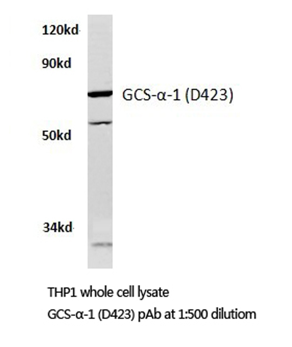 GUCY1A1 / GUCY1A3 Antibody - Western blot of GCS--1 (D423) pAb in extracts from THP1 cells.