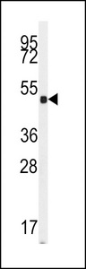 GUCY1A2 Antibody - Western blot of anti-GUCY1A2 Antibody in mouse cerebellum tissue lysates (35 ug/lane). GUCY1A2 (arrow) was detected using the purified antibody.