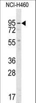 GUCY1A2 Antibody - Western blot of anti-GUCY1A2 Antibody in NCI-H460 cell line lysates (35 ug/lane). GUCY1A2 (arrow) was detected using the purified antibody.