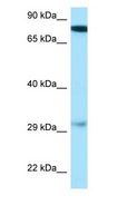 GUCY1B3 Antibody - GUCY1B3 antibody Western Blot of Mouse Heart.  This image was taken for the unconjugated form of this product. Other forms have not been tested.
