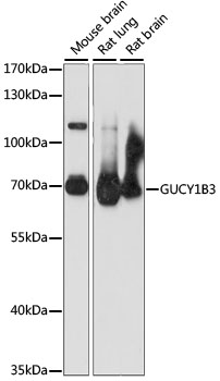 GUCY1B3 Antibody - Western blot analysis of extracts of various cell lines, using GUCY1B3 antibody at 1:1000 dilution. The secondary antibody used was an HRP Goat Anti-Rabbit IgG (H+L) at 1:10000 dilution. Lysates were loaded 25ug per lane and 3% nonfat dry milk in TBST was used for blocking. An ECL Kit was used for detection and the exposure time was 30S.