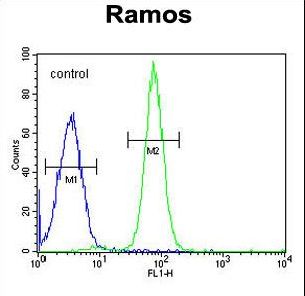 GUCY2D Antibody - GUCY2D Antibody flow cytometry of Ramos cells (right histogram) compared to a negative control cell (left histogram). FITC-conjugated goat-anti-rabbit secondary antibodies were used for the analysis.