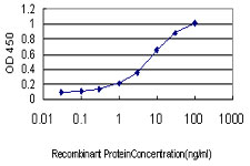 GUCY2D Antibody - Detection limit for recombinant GST tagged GUCY2D is approximately 0.1 ng/ml as a capture antibody.