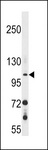 GUCY2F Antibody - GUCY2F Antibody western blot of 293 cell line lysates (35 ug/lane). The GUCY2F antibody detected the GUCY2F protein (arrow).