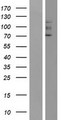 GUCY2F Protein - Western validation with an anti-DDK antibody * L: Control HEK293 lysate R: Over-expression lysate