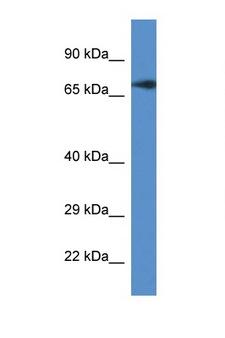 GUF1 Antibody - GUF1 antibody Western blot of Mouse Brain lysate. Antibody concentration 1 ug/ml. This image was taken for the unconjugated form of this product. Other forms have not been tested.