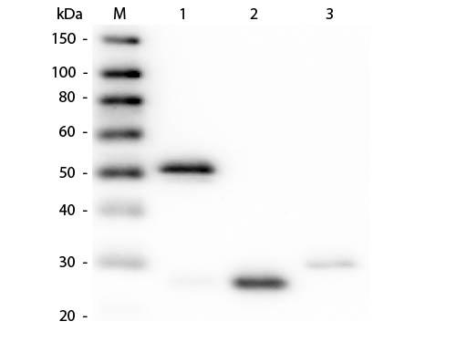 Rabbit IgG Antibody - Western Blot of Anti-Rabbit IgG (H&L) (GUINEA PIG) Antibody (Min X Hu, Gt, Ms Serum Proteins)  Lane M: 3 µl Molecular Ladder. Lane 1: Rabbit IgG whole molecule  Lane 2: Rabbit IgG F(ab) Fragment  Lane 3: Rabbit IgG F(c) Fragment  All samples were reduced. Load: 50 ng per lane.