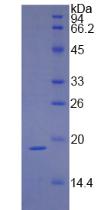 IFN Gamma / Interferon Gamma Protein - Active Interferon Gamma (IFNg) by SDS-PAGE