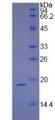 IFN Gamma / Interferon Gamma Protein - Active Interferon Gamma (IFNg) by SDS-PAGE