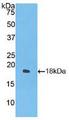 IFN Gamma / Interferon Gamma Protein - Active Interferon Gamma (IFNg) by WB