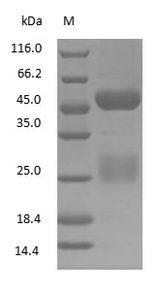 Guinea Pig IgG Protein - (Tris-Glycine gel) Discontinuous SDS-PAGE (reduced) with 5% enrichment gel and 15% separation gel.