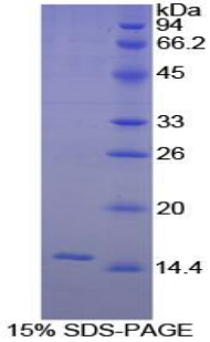 IL8 / Interleukin 8 Protein - Recombinant Interleukin 8 By SDS-PAGE