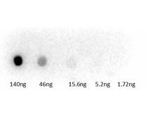 Guinea Pig Serum Antibody - Dot Blot of rabbit Anti-Guinea Pig Peroxidase Conjugated Antibody. Lane 1: 140ng. Lane 2: 46ng. Lane 3: 15.6ng. Lane 4: 5.2ng. Lane 5: 1.72ng. Secondary Antibody: Rb-a-Guinea Pig HRP 206-4301 at 1µg/mL. Blocking Buffer: BlockOut MB-073 for 30 min at RT.
