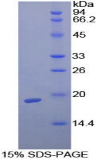 TGFB1 / TGF Beta 1 Protein - Recombinant Transforming Growth Factor Beta 1 By SDS-PAGE