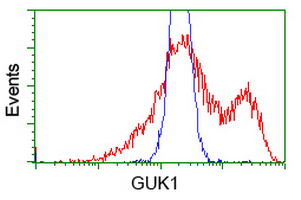 GUK1 / Guanylate Kinase 1 Antibody - HEK293T cells transfected with either overexpress plasmid (Red) or empty vector control plasmid (Blue) were immunostained by anti-GUK1 antibody, and then analyzed by flow cytometry.