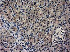 GUK1 / Guanylate Kinase 1 Antibody - IHC of paraffin-embedded Human pancreas tissue using anti-GUK1 mouse monoclonal antibody.