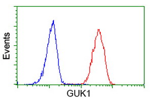 GUK1 / Guanylate Kinase 1 Antibody - Flow cytometry of HeLa cells, using anti-GUK1 antibody (Red), compared to a nonspecific negative control antibody (Blue).