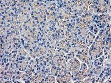 GUK1 / Guanylate Kinase 1 Antibody - IHC of paraffin-embedded Human pancreas tissue using anti-GUK1 mouse monoclonal antibody. (Heat-induced epitope retrieval by 10mM citric buffer, pH6.0, 100C for 10min).