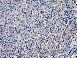 GUK1 / Guanylate Kinase 1 Antibody - IHC of paraffin-embedded Human pancreas tissue using anti-GUK1 mouse monoclonal antibody. (Heat-induced epitope retrieval by 10mM citric buffer, pH6.0, 100C for 10min).