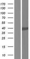 GYG1 / Glycogenin Protein - Western validation with an anti-DDK antibody * L: Control HEK293 lysate R: Over-expression lysate
