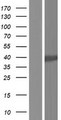 GYG1 / Glycogenin Protein - Western validation with an anti-DDK antibody * L: Control HEK293 lysate R: Over-expression lysate