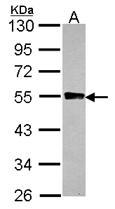 GYG2 Antibody - Sample (30 ug of whole cell lysate). A:293T. 10% SDS PAGE. GYG2 antibody diluted at 1:1000.