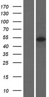 GYG2 Protein - Western validation with an anti-DDK antibody * L: Control HEK293 lysate R: Over-expression lysate