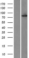 GYLTL1B Protein - Western validation with an anti-DDK antibody * L: Control HEK293 lysate R: Over-expression lysate