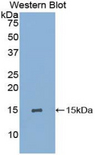 GYPA / CD235a / Glycophorin A Antibody - Western blot of recombinant GYPA / CD235a / Glycophorin A.