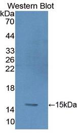GYPA / CD235a / Glycophorin A Antibody - Western Blot; Sample: Recombinant protein.