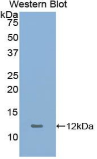 GYPA / CD235a / Glycophorin A Antibody - Western blot of recombinant GYPA / CD235a / Glycophorin A.
