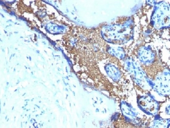 GYPA / CD235a / Glycophorin A Antibody - IHC testing of FFPE human placenta with Glycophorin A antibody (clone JC 159). Required HIER: boil tissue sections in 10mM citrate buffer, pH 6, for 10-20 min.