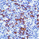 GYPA / CD235a / Glycophorin A Antibody - Formalin-fixed, paraffin-embedded human tonsils stained with glycophorin A monoclonal antibody.