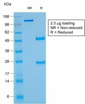 GYPA / CD235a / Glycophorin A Antibody - SDS-PAGE Analysis Purified Glycophorin A Mouse Recombinant Monoclonal Ab (rGYPA/280). Confirmation of Purity and Integrity of Antibody.