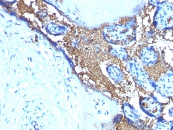 GYPA / CD235a / Glycophorin A Antibody - Formalin-fixed, paraffin-embedded human placenta stained with anti-Glycophorin A antibody (SPM599).  This image was taken for the unmodified form of this product. Other forms have not been tested.