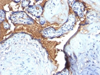 GYPA / CD235a / Glycophorin A Antibody - IHC testing of FFPE human placenta with Glycophorin A antibody. Required HIER: boil tissue sections in 10mM citrate buffer, pH 6, for 10-20 min.