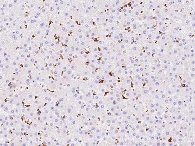 GYPA / CD235a / Glycophorin A Antibody - Immunochemical staining of human GYPA in human liver with rabbit polyclonal antibody at 1:1000 dilution, formalin-fixed paraffin embedded sections.