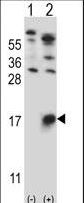 GYPB / CD235b / Glycophorin B Antibody - Western blot of GYPB (arrow) using rabbit polyclonal GYPB Antibody. 293 cell lysates (2 ug/lane) either nontransfected (Lane 1) or transiently transfected (Lane 2) with the GYPB gene.