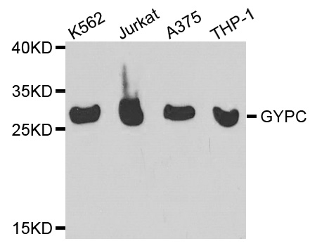 GYPC / Glycophorin C Antibody - Western blot analysis of extracts of various cell lines.