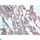 GYPC / Glycophorin C Antibody - Immunohistochemical analysis of paraffin-embedded human-lung, antibody was diluted at 1:200.