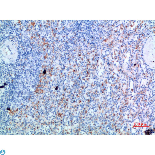 GYPC / Glycophorin C Antibody - Immunohistochemical analysis of paraffin-embedded human-spleen, antibody was diluted at 1:200.