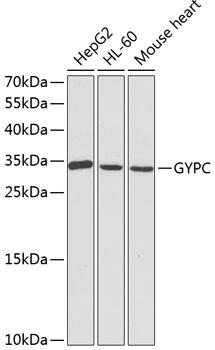 GYPC / Glycophorin C Antibody - Western blot analysis of extracts of various cell lines using GYPC Polyclonal Antibody at dilution of 1:1000.
