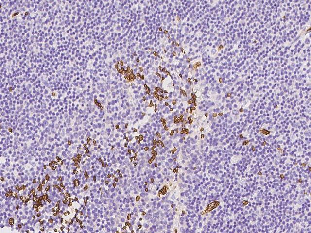 GYPC / Glycophorin C Antibody - Immunochemical staining of human GYPC in human tonsil with rabbit polyclonal antibody at 1:5000 dilution, formalin-fixed paraffin embedded sections.