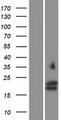 GYPC / Glycophorin C Protein - Western validation with an anti-DDK antibody * L: Control HEK293 lysate R: Over-expression lysate