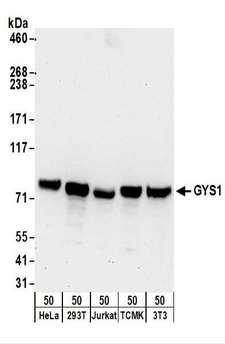GYS1 / Glycogen Synthase Antibody - Detection of Human and Mouse GYS1 by Western Blot. Samples: Whole cell lysate (50 ug) from HeLa, 293T, Jurkat, mouse TCMK-1, and mouse NIH3T3 cells. Antibodies: Affinity purified rabbit anti-GYS1 antibody used for WB at 0.1 ug/ml. Detection: Chemiluminescence with an exposure time of 30 seconds.